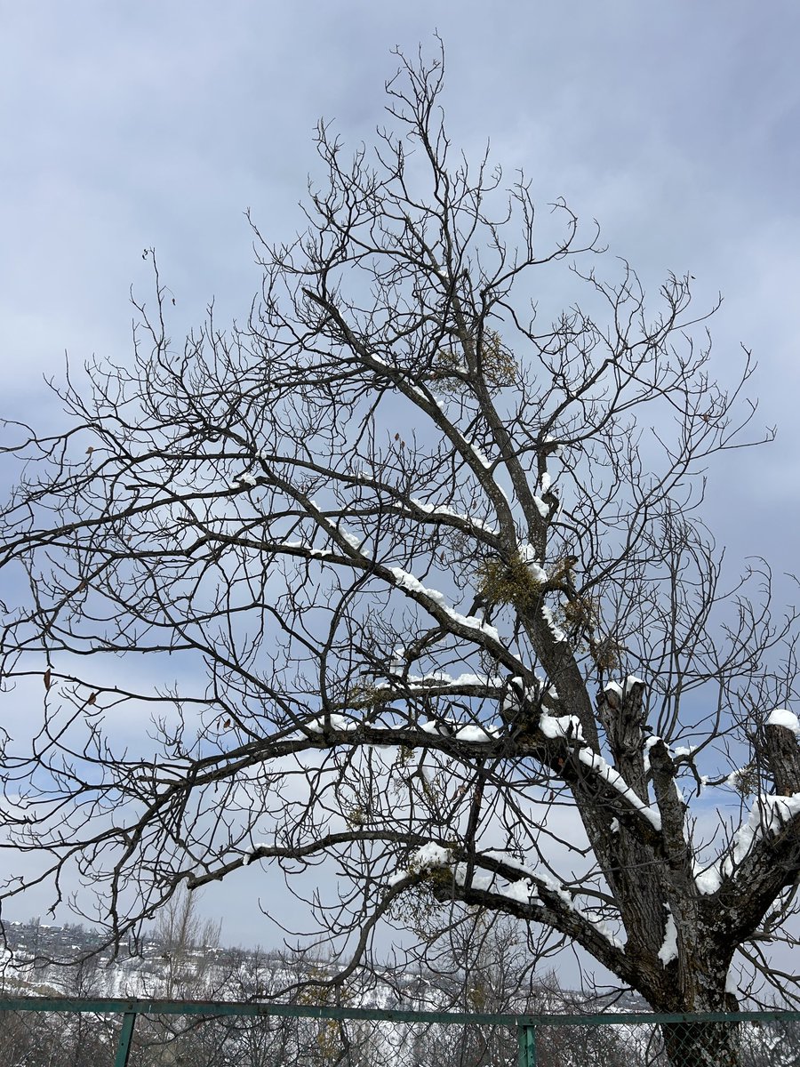 firdousmirr's tweet photo. Snow Comes &amp; Goes! https://t.co/Op3axj7fVp