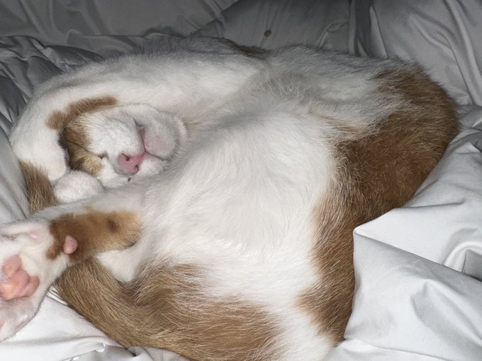 こういうコミケ後もよかろう 