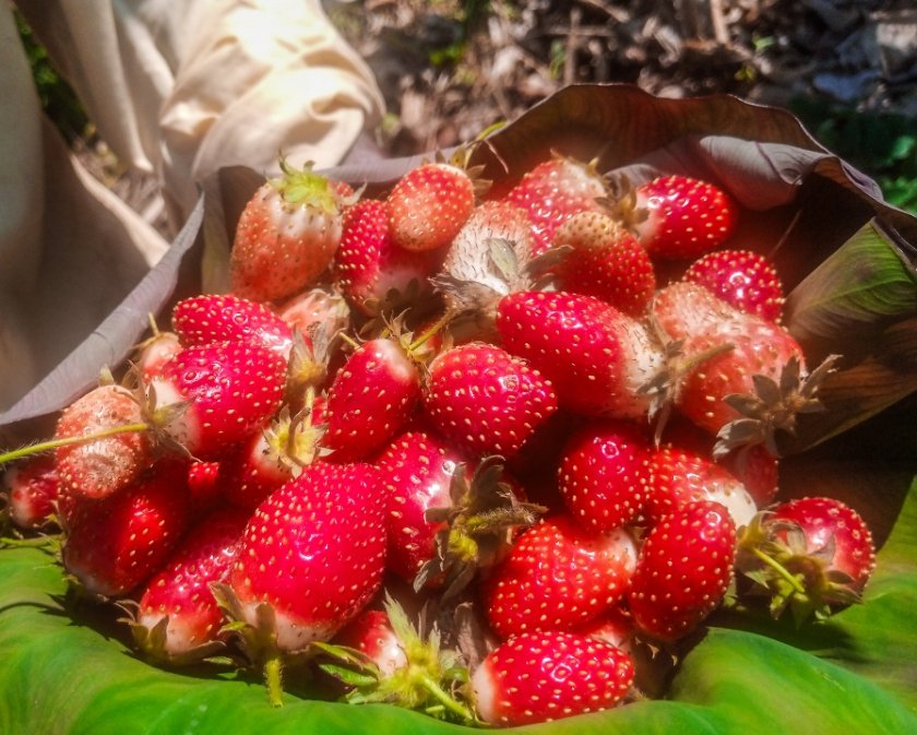 GaetanNZ's tweet image. Today鈥檚 field visit was productive. I visited a farmer in Ruhango District who specializes in cultivating fruits, vegetables, and flowers. Among the fruits, the farmer grows mangoes, chili peppers, strawberries and pumpkins.
Thread 猡碉笍
#FoodSecurity
#InnovationInAgriculture