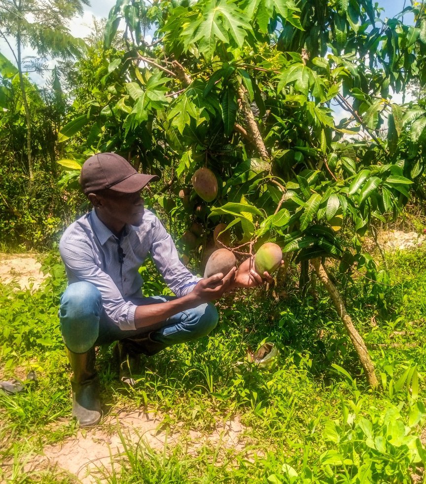 GaetanNZ's tweet image. Today鈥檚 field visit was productive. I visited a farmer in Ruhango District who specializes in cultivating fruits, vegetables, and flowers. Among the fruits, the farmer grows mangoes, chili peppers, strawberries and pumpkins.
Thread 猡碉笍
#FoodSecurity
#InnovationInAgriculture