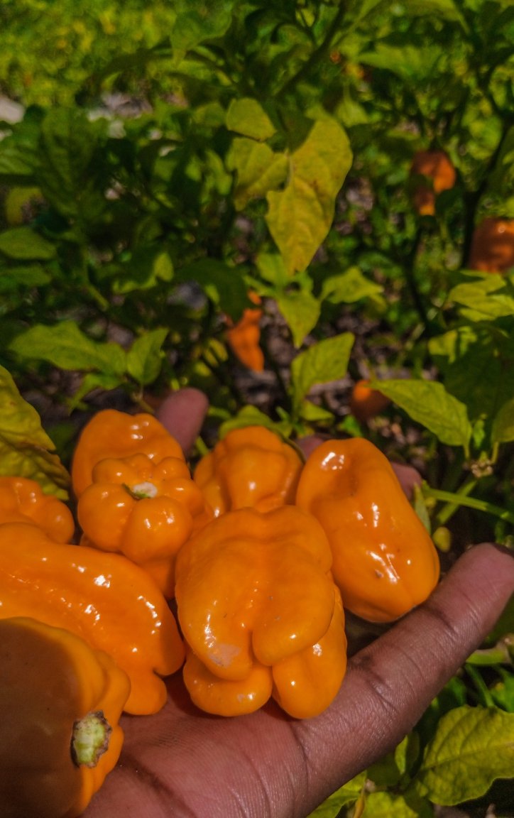 GaetanNZ's tweet image. Today鈥檚 field visit was productive. I visited a farmer in Ruhango District who specializes in cultivating fruits, vegetables, and flowers. Among the fruits, the farmer grows mangoes, chili peppers, strawberries and pumpkins.
Thread 猡碉笍
#FoodSecurity
#InnovationInAgriculture