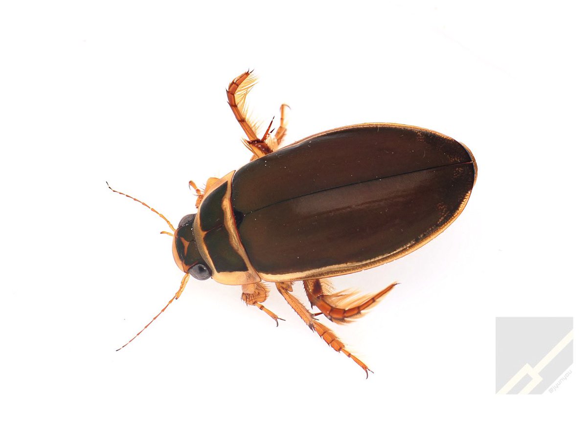 191.エゾゲンゴロウモドキ 日本では北海道および新潟/栃木以北に生息し