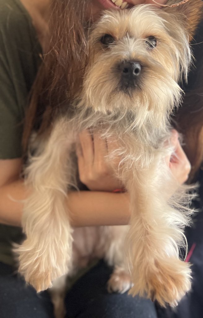 danielaabelen13's tweet photo. Hola! No soy de pedir pero ahora es necesario.
Flor fue rescatada de maltrato y necesita pastillas para la erliquia. Chino, rescatado de la calle, sordo y alérgico, está todo lastimado. Se necesitan 2 pastillas para ambos. Cualquier ayuda es bienvenida. Gracias por difundir. 🙏 https://t.co/jUkhCielMv