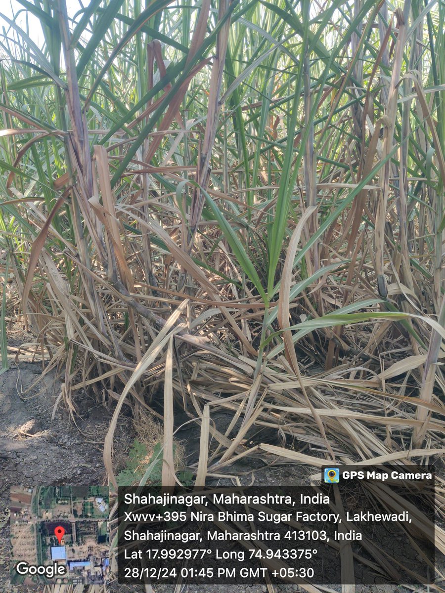 I'm conducting a Sugarcane crop Tour in Maharashtra and Karnataka. Maharashtra as usual will be surprising. Will share my findings soon.
#Sugar #croptour #sugarcane