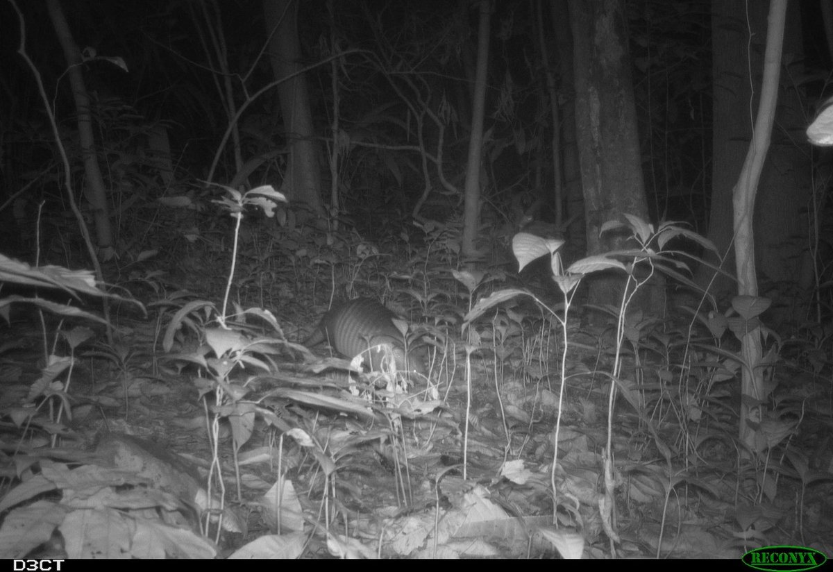 Claudio Manuel Monteza (@claudiomonteza) on Twitter photo Zoom in and find the #bat š¦ in the camera trap photo triggered by an armadillo, in #PanamĆ”
Check next to see close ups. #nofilter
<a href="/teague_o/">Teague O'Mara</a> <a href="/dechmannlab/">dechmannlab āļø</a> <a href="/MPI_animalbehav/">MPI-AB is on Bluesky @mpi-animalbehav.bsky.social</a> <a href="/stri_panama/">Smithsonian Panama</a> Zoom in and find the #bat š¦ in the camera trap photo triggered by an armadillo, in #PanamĆ”
Check next to see close ups. #nofilter
<a href="/teague_o/">Teague O'Mara</a> <a href="/dechmannlab/">dechmannlab āļø</a> <a href="/MPI_animalbehav/">MPI-AB is on Bluesky @mpi-animalbehav.bsky.social</a> <a href="/stri_panama/">Smithsonian Panama</a>