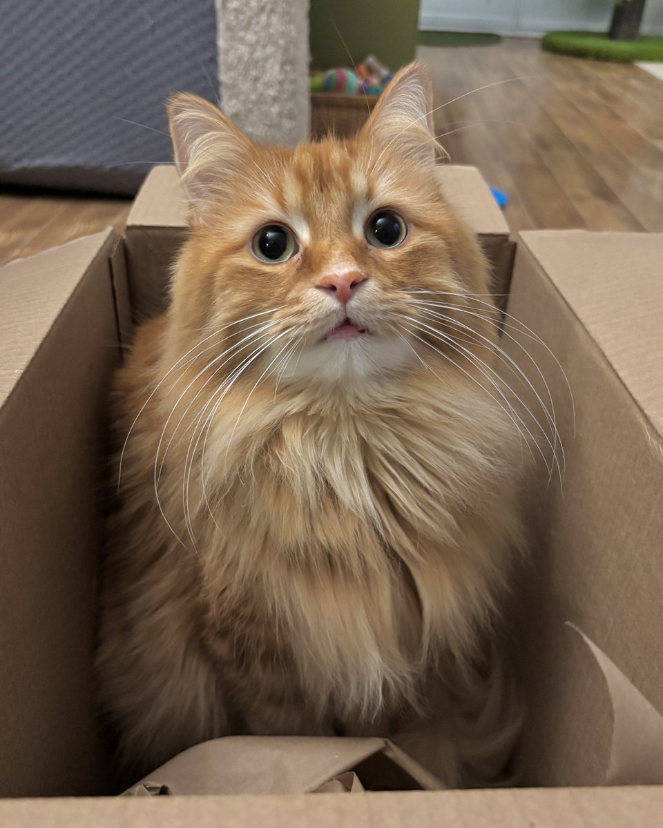 TheOreoCat's tweet photo. A box is my spot when I want to think. ๐ญ
#theoreocat #CatsOfX #catsandboxes https://t.co/sCkkKcSav6