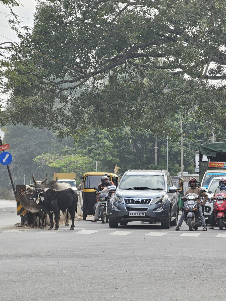 _MarkRyan_'s tweet photo. Glad to see humans and animals patiently waiting at the signal lights. #koramangala #Bengaluru #bangalore #india #Traffic @DriveSmart_IN @3rdEyeDude @BangaloreMirror https://t.co/JBdNdCa7Mu