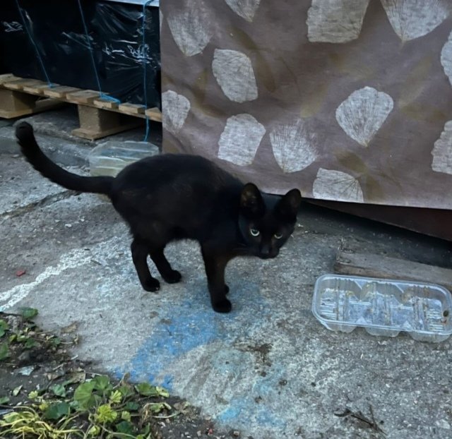 🆘🆘🆘 IKER gato de Colonia necesita #AcogidaUrgente para recuperarse 🙏🏡😿. Ha de tomar antibiótico, no puede respirar. Está en #Jerez. Contacto ☎️ 686050190