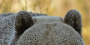 Nature is Amazing ☘️ tweet media