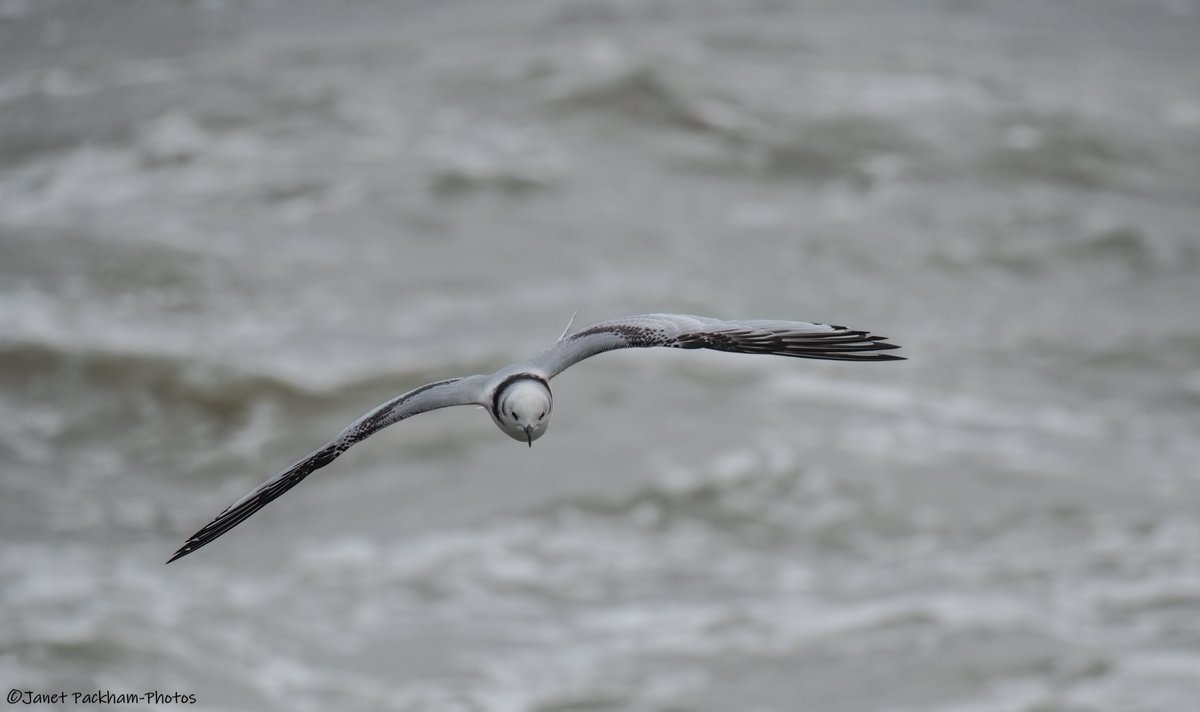 JanetMPackham💙 tweet media