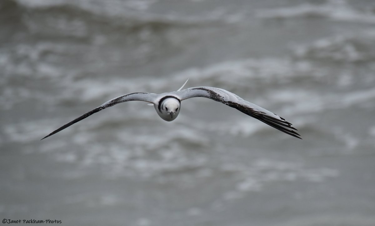 JanetMPackham💙 tweet media