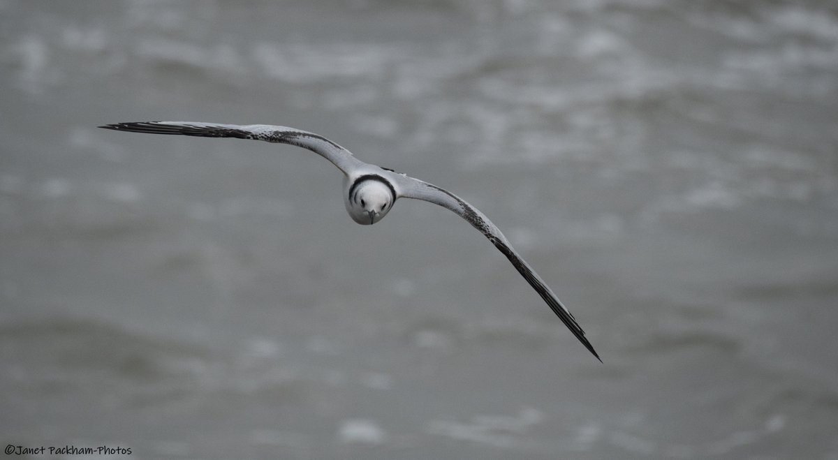 Head on shot of the Kittiwake. <a href="/Lancswildlife/">Lancashire Wildlife Trust</a> <a href="/WildlifeTrusts/">The Wildlife Trusts</a>