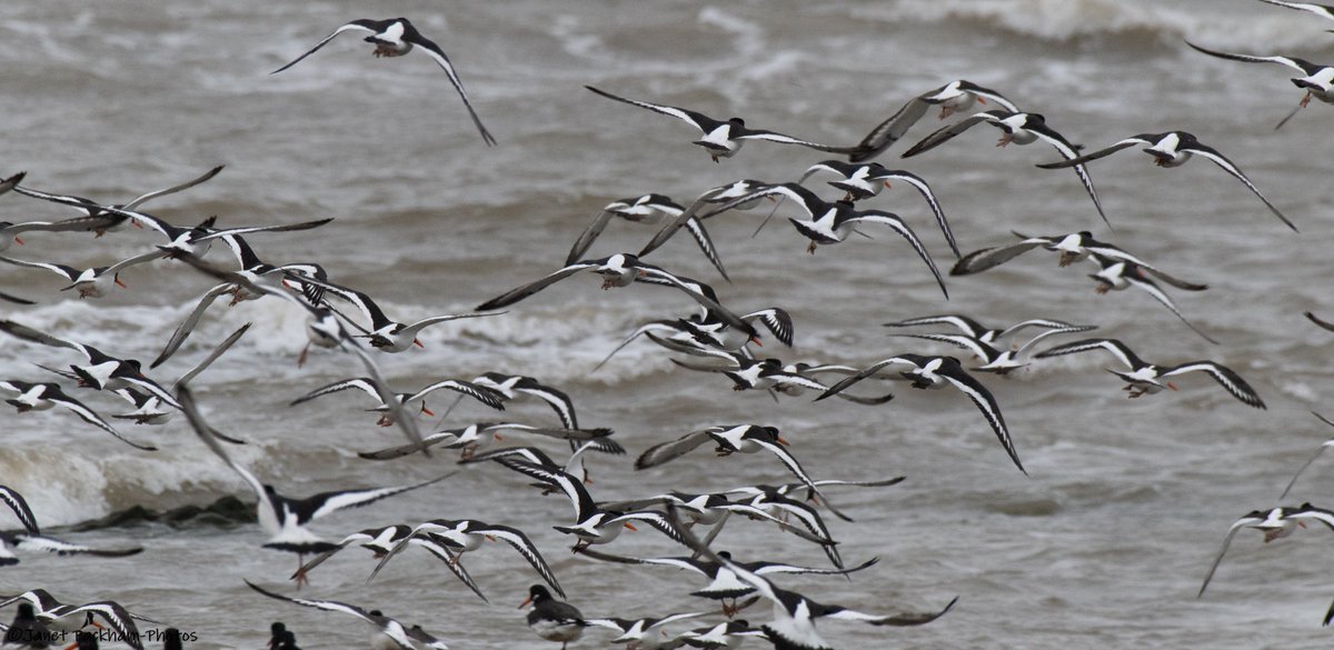 JanetMPackham💙 tweet media