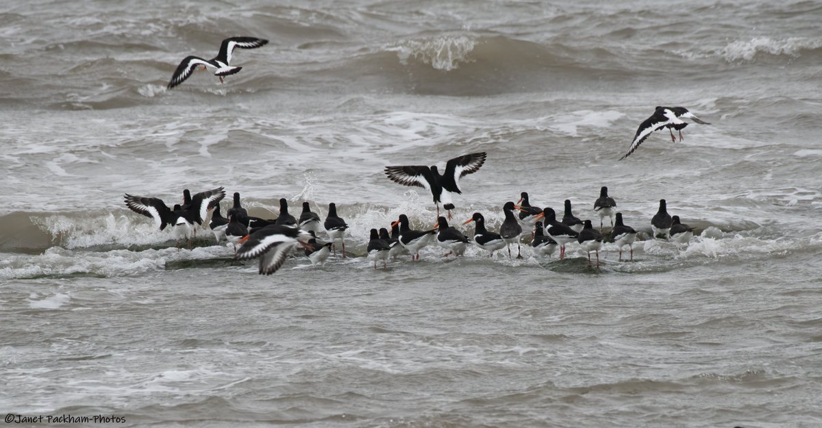 High tide roost at Red Nab today. <a href="/Lancswildlife/">Lancashire Wildlife Trust</a> <a href="/WildlifeTrusts/">The Wildlife Trusts</a>