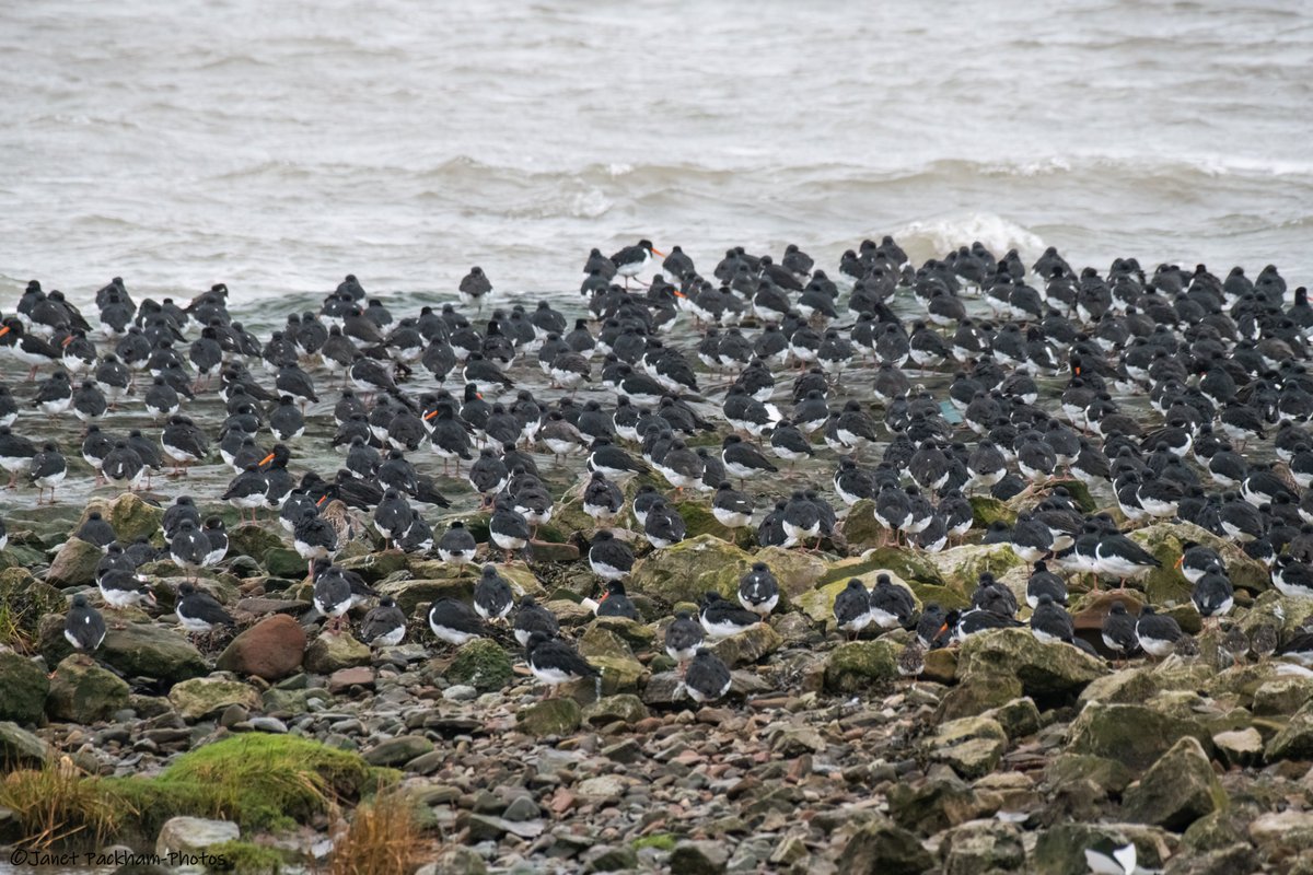 JanetMPackham💙 tweet media