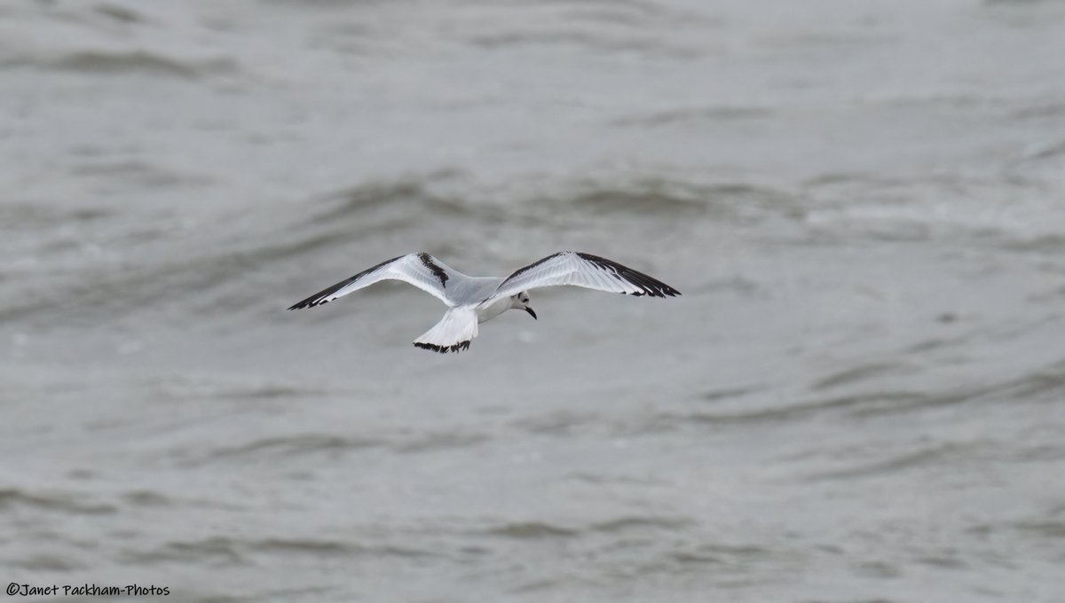 JanetMPackham💙 tweet media