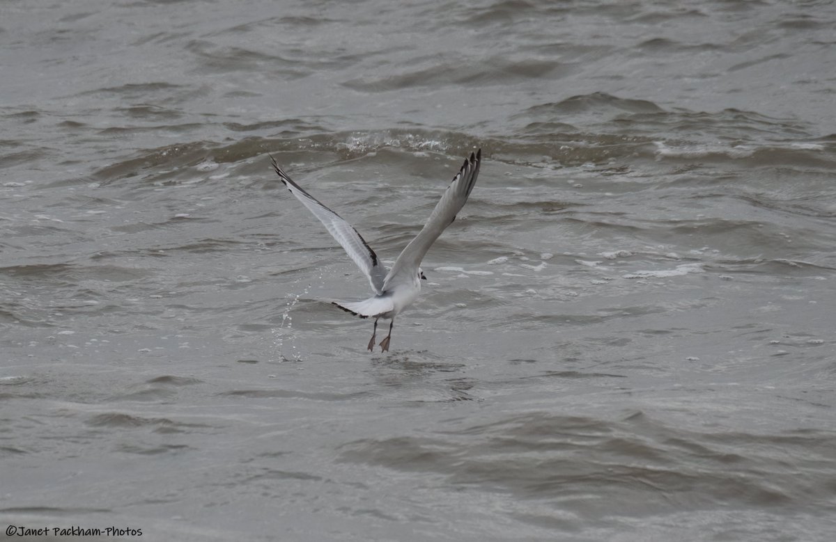 Kittiwake feeding at the outfalls today. <a href="/Lancswildlife/">Lancashire Wildlife Trust</a> <a href="/WildlifeTrusts/">The Wildlife Trusts</a>