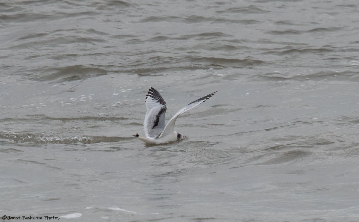 JanetMPackham💙 tweet media