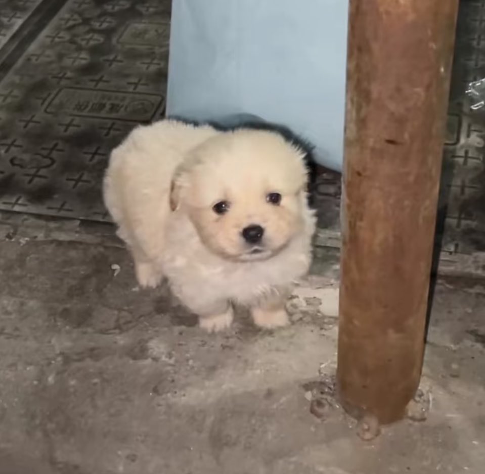 อยากเลี้ยงเค้า ไม