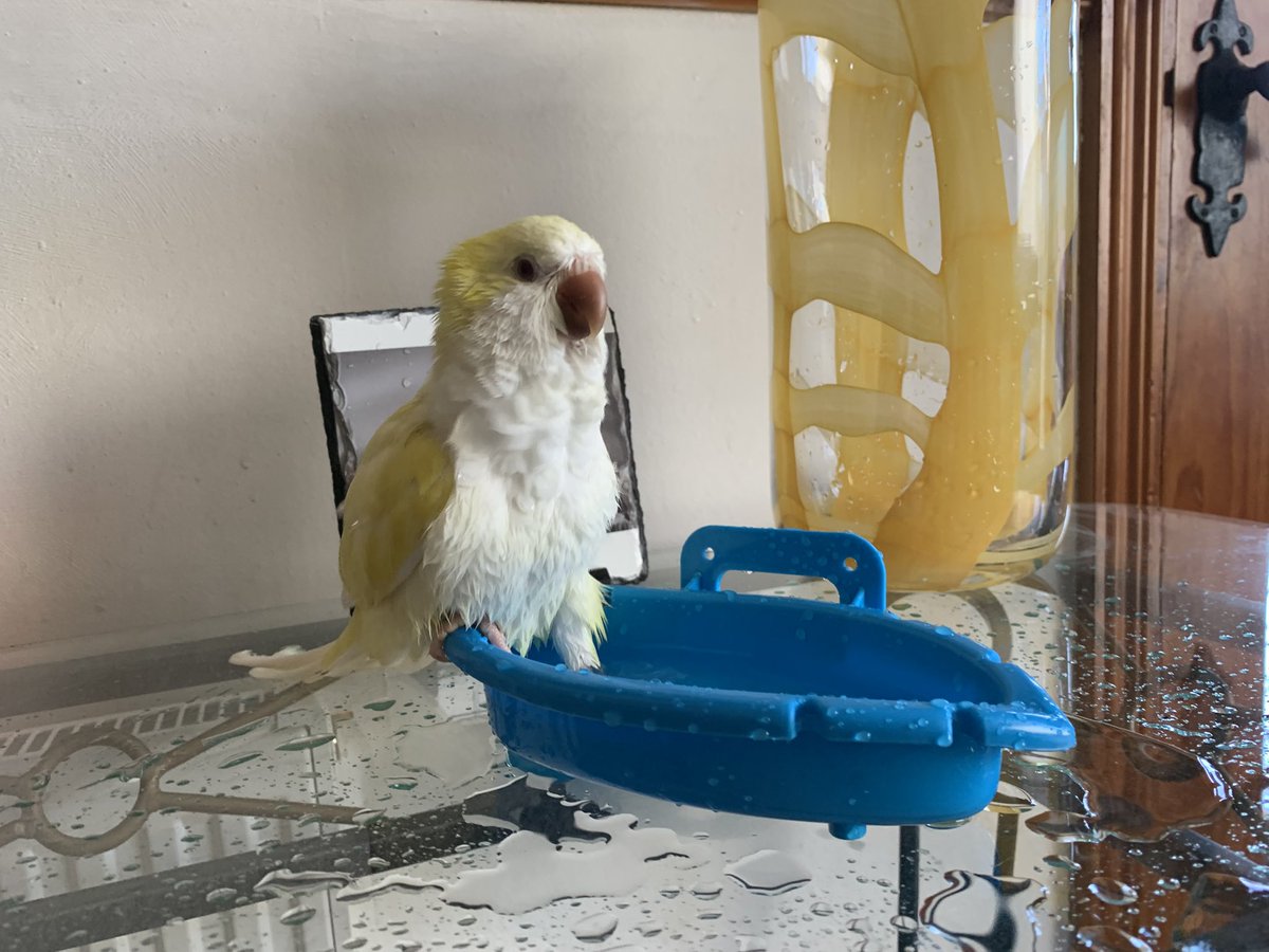 Bath Day…Gus in…Water Out!