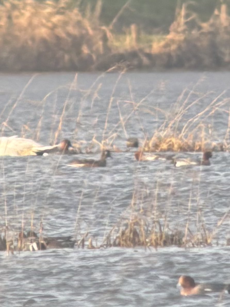 CogHarry's tweet photo. Amazing views of a Drake smew @tophilllow today on the D res. Also 1st winter little gull at North Duffield Carrs &amp; an interesting duck associating with the wigeon (a wigeon hybrid?) but no sign of the American wigeon in the area.

https://t.co/tZo3zafBDH

https://t.co/o5mr0I0ZIP https://t.co/hI8aieT2I2
