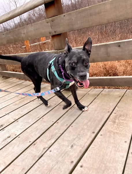 Max has been at the shelter for 8 months too long! Help this lovable 8 y/o good boy find the home he deserves. Max loves walks, cuddling, and belly rubs. He's incredibly sweet and very easy-going. He's done well in foster homes and would make a great addition to a new family!
