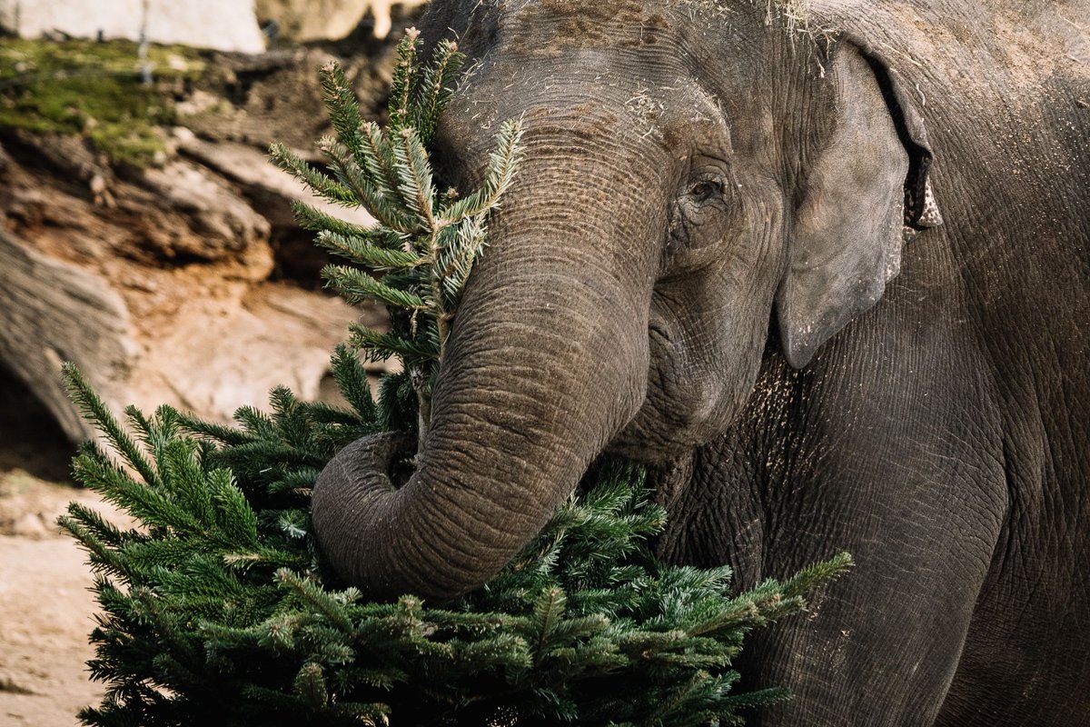 Seznam Zprávy tweet media
