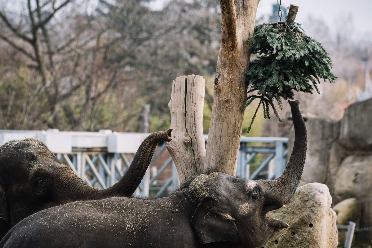 Seznam Zprávy tweet media