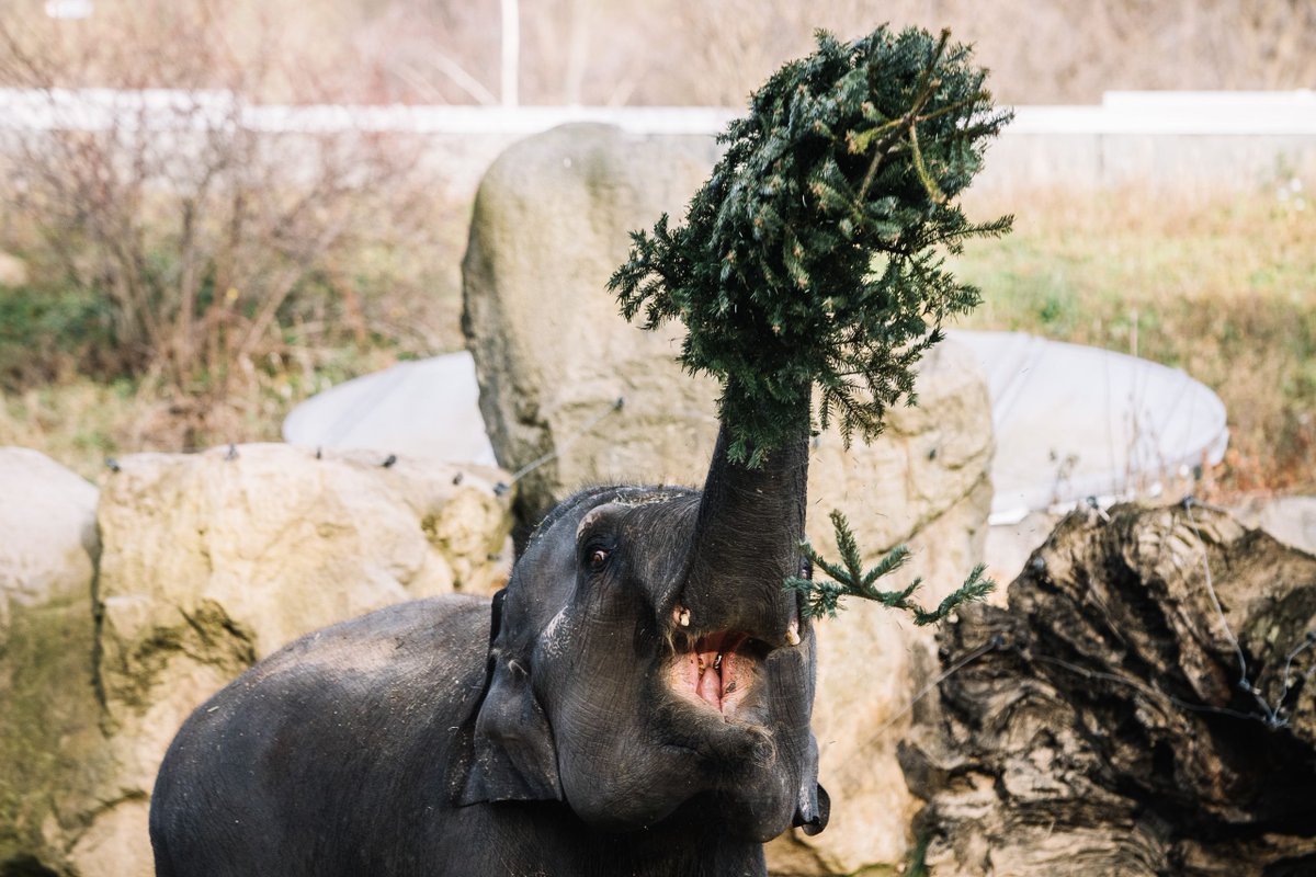 Seznam Zprávy tweet media