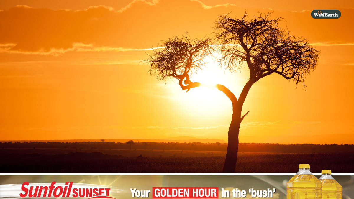 WildEarth's tweet photo. The golden hour just got even brighter! A heartfelt thank you to Sunfoil for partnering with WildEarth to bring the beauty of nature closer to everyone.
Sunfoil Sunflower Oil - pure 100% sunflower oil made by the Willowton Group.
#wildearth
#sunfoil https://t.co/GpThLa1Bep