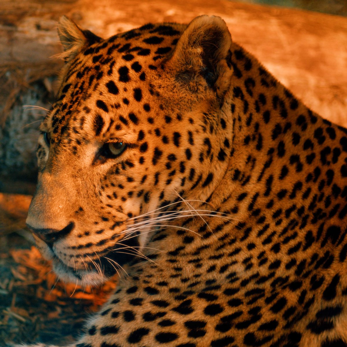 Spotted at Banham Zoo! 😂

It's chilly today - but Mias is keeping cosy and snug inside! 🐆

#Leopard #SriLankanLeopard #BanhamZoo