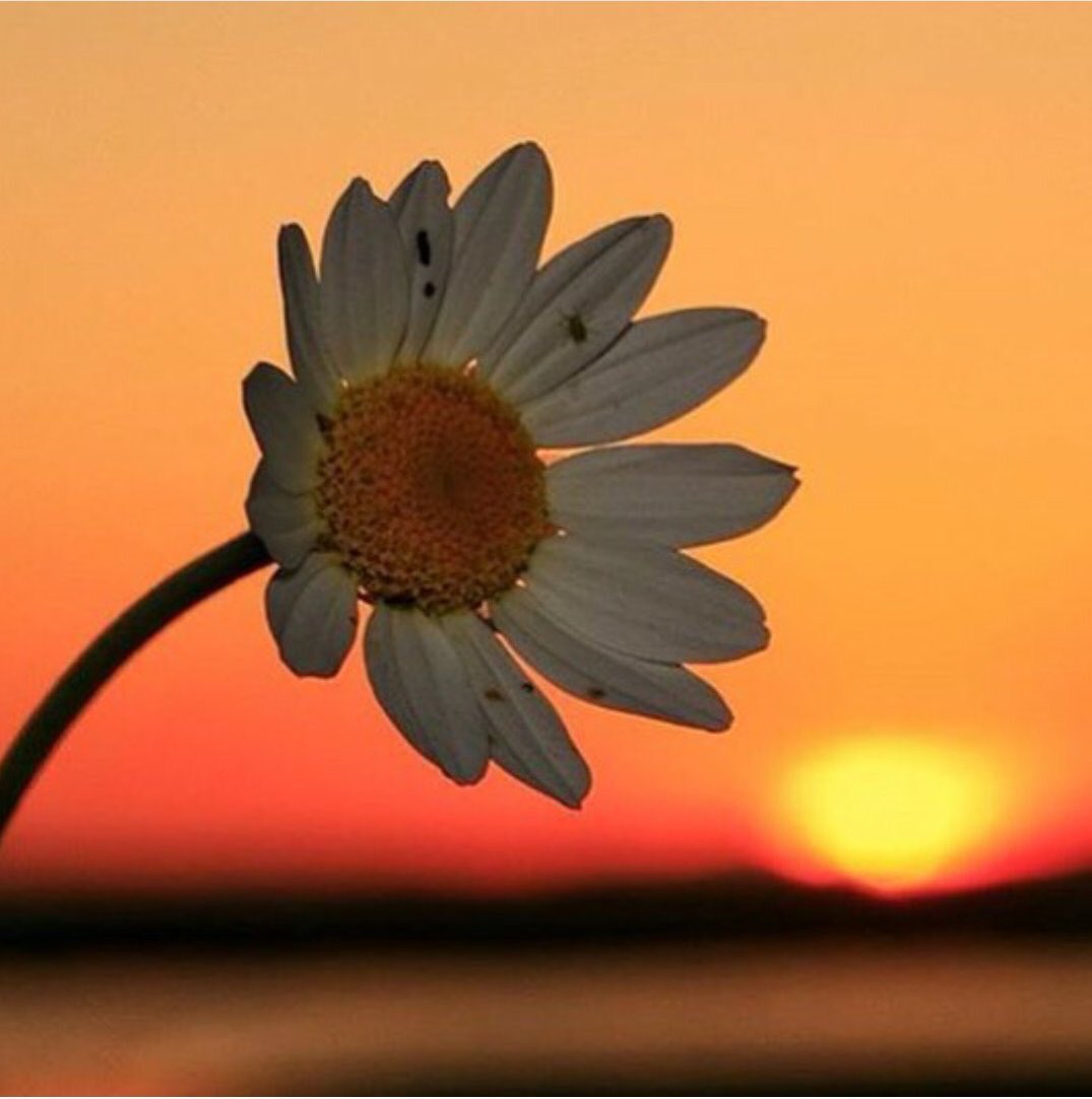 Zifiri de olsa karanlık 
Değil mi ki sonu aydınlık…