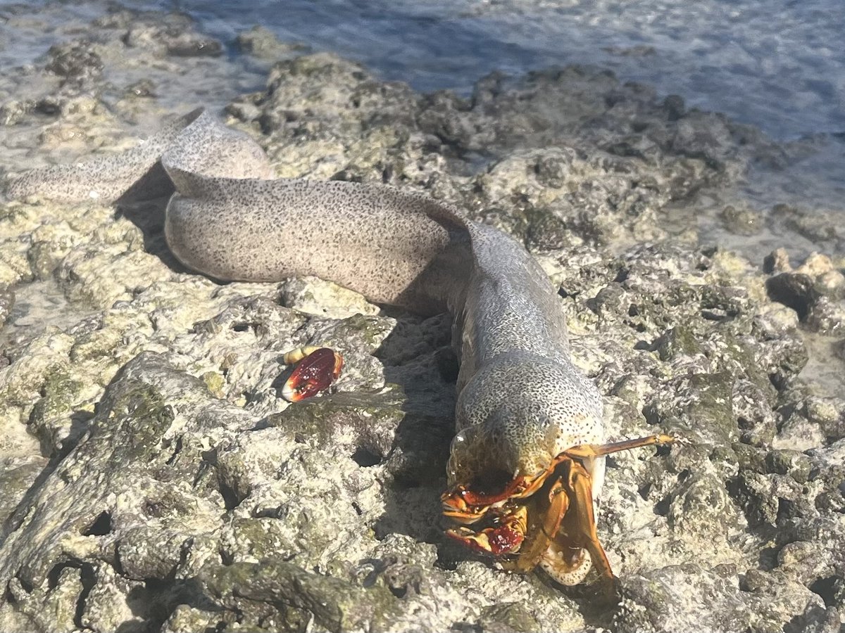 inaturalist's tweet photo. It's #MarineMonday and our Observation of the Day is this Peppered Moray (Gymnothorax pictus) eating a Thin-shelled Rock Crab (Grapsus tenuicrustatus)! Seen in the US Minor Outlying Islands by tluisaw.
More details at: https://t.co/dW21CRiYcN https://t.co/D6wKCj2tZL