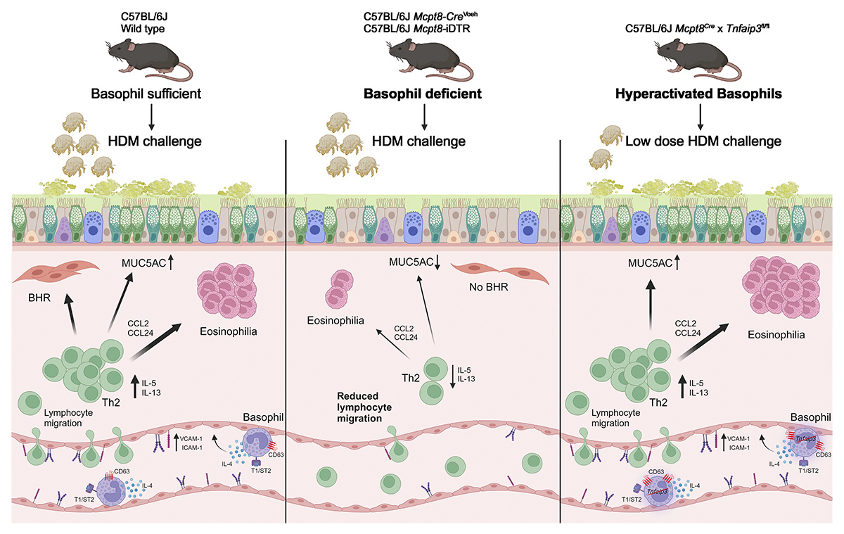 Schuijs, <a href="/MarielaBrenis/">Claudia M Brenis</a>, <a href="/bart_lambrecht/">bart lambrecht</a> et al. show that interleukin-33–activated #basophils promote #asthma by regulating Th2 cell entry into lung tissue. hubs.la/Q02_5s2H0

📘 From the Year in Experimental Medicine: hubs.la/Q02_5n160