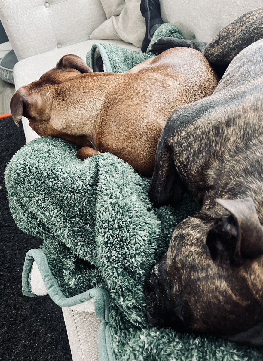 80lbs of Staffy on my lap it doesn’t look like I’m going anywhere!  #dogs #puppies