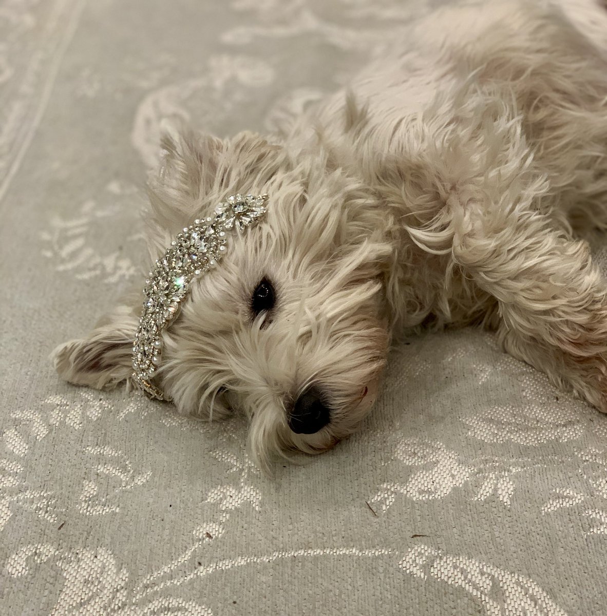 Berkeley Bear tweet media