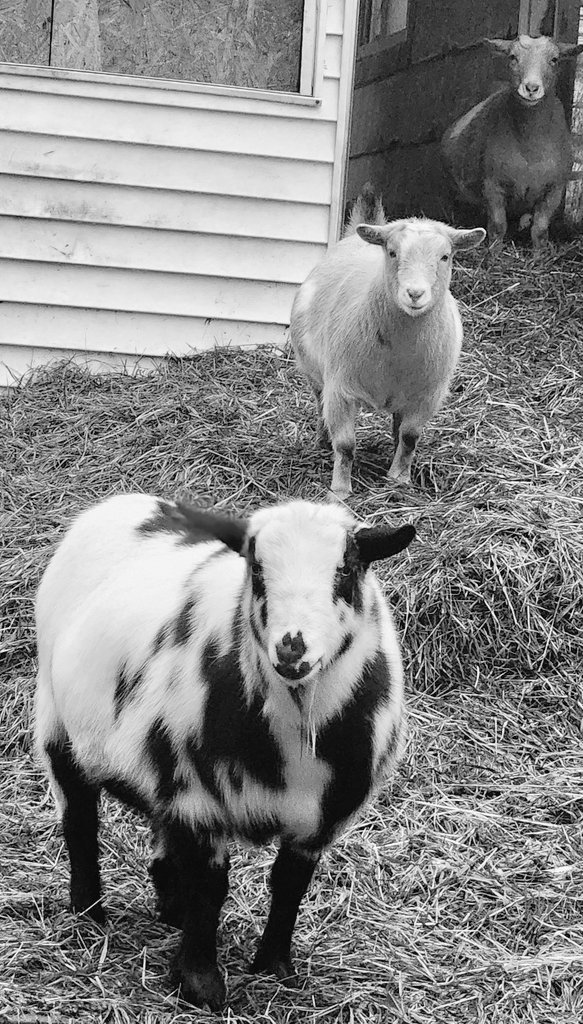 🐐Winston🌈Thatcher🌈Domino, Walnut, Jasper🐐 (@winstonthatche4) on Twitter photo 