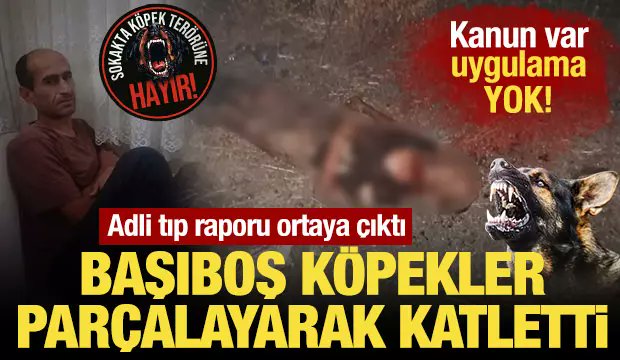 Haber7's tweet photo. ■ İstanbul Fatih'te feci şekilde can veren Ayhan Özçelik’in başıboş köpek saldırısı sonucu hayatını kaybettiği otopsi raporuyla da kanıtlandı.

■ Başıboş köpek savunucuları, köpekleri aklamak için merhum Özçelik hakkında iğrenç iftiralarda bulunmuştu. "Köpeğe tecavüz ettiğini" öne sürenler, "tinerciler veya kardeşi tarafından öldürüldüğünü" iddia edenler dahi oldu.

🔗 https://t.co/x7vkhFw8W9