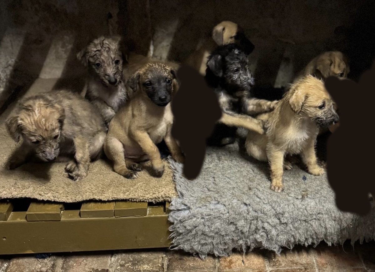 dorsetpolice's tweet image. #LatestNews - We are investigating a reported rural burglary in North Dorset and are issuing an image of stolen puppies we are trying to locate.

Quote occurrence number 55240197969. 

Read more: news.dorset.police.uk/news-article/4…