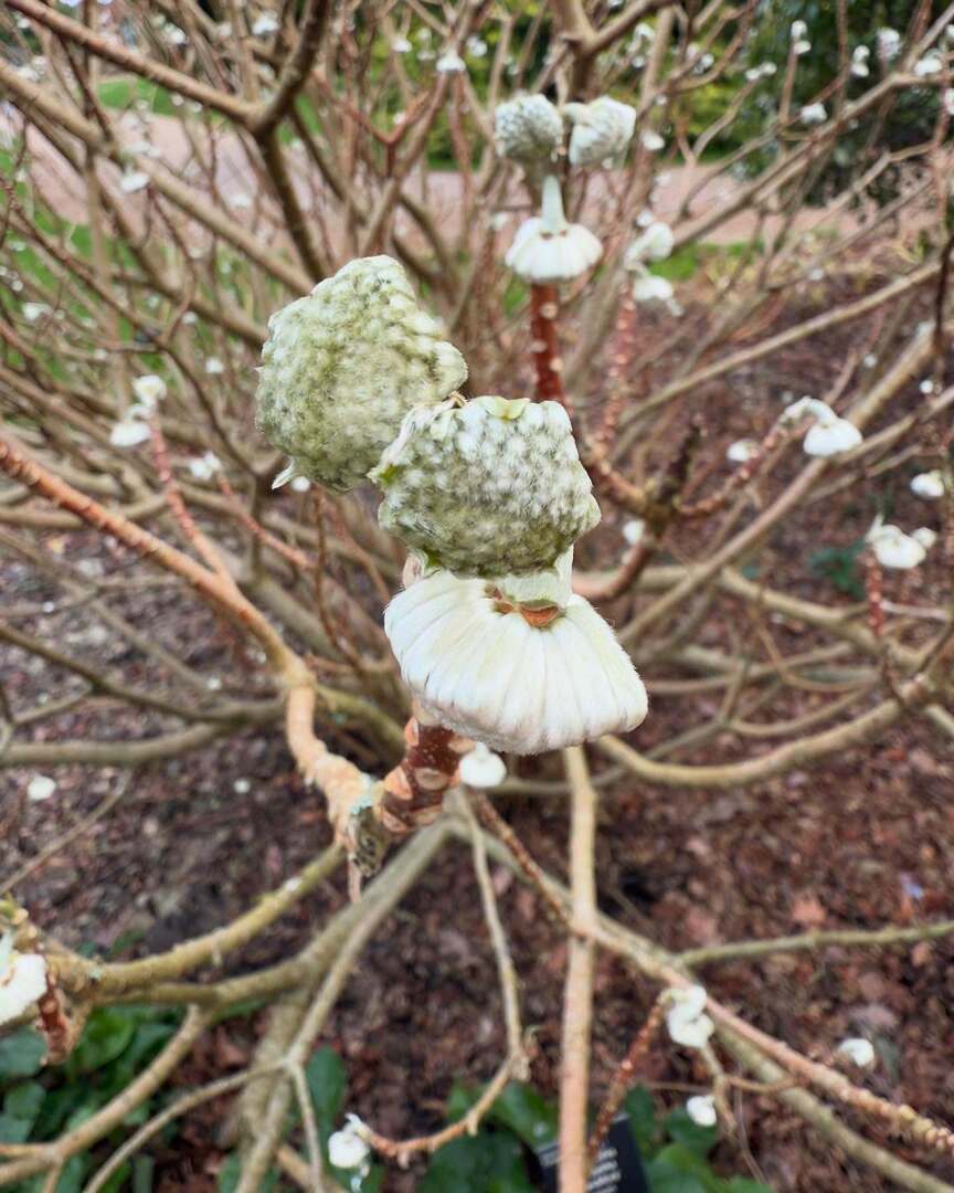Timothy_Hughes's tweet photo. RHS Wisley @rhswisley #rhswisley #rhswisleygardens #wisley #wisleygardens #botanical #botanicalgardens #botanicalgarden #flora #horticulture #glasshouse #royalbotanicgardens #biodiversity #botanicgarden #botanicgardens #nature #horticulture #woking #surr… https://t.co/gNzJ4fraRb https://t.co/zgEKUjyVoK