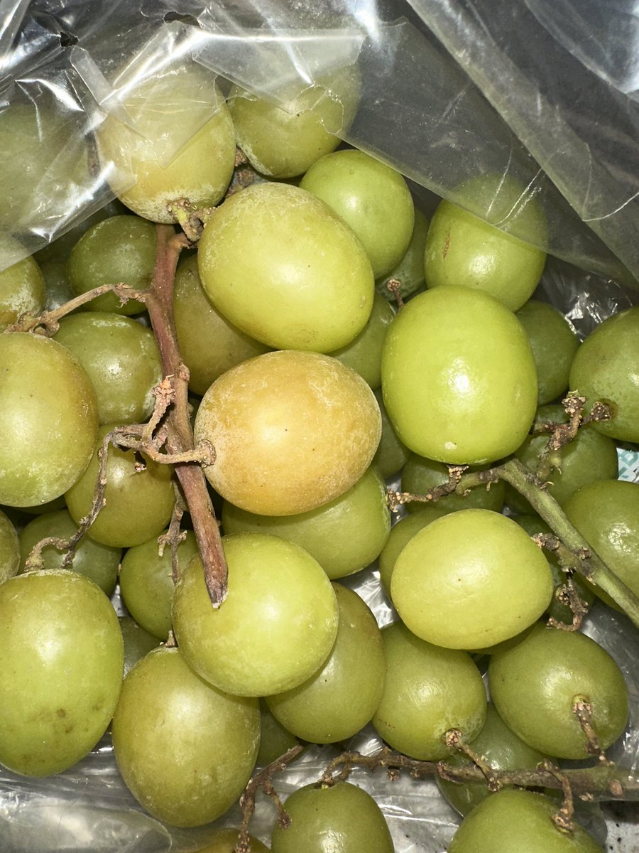 BUESRA's tweet photo. @bendisaegina Ben daha çok etki etsin diye erik büyüklüğünde aldım, sonradan öğrendimki 12 üzümü aynı anda yemek lazımmış 🥹🥲 https://t.co/i64NMSzz7c
