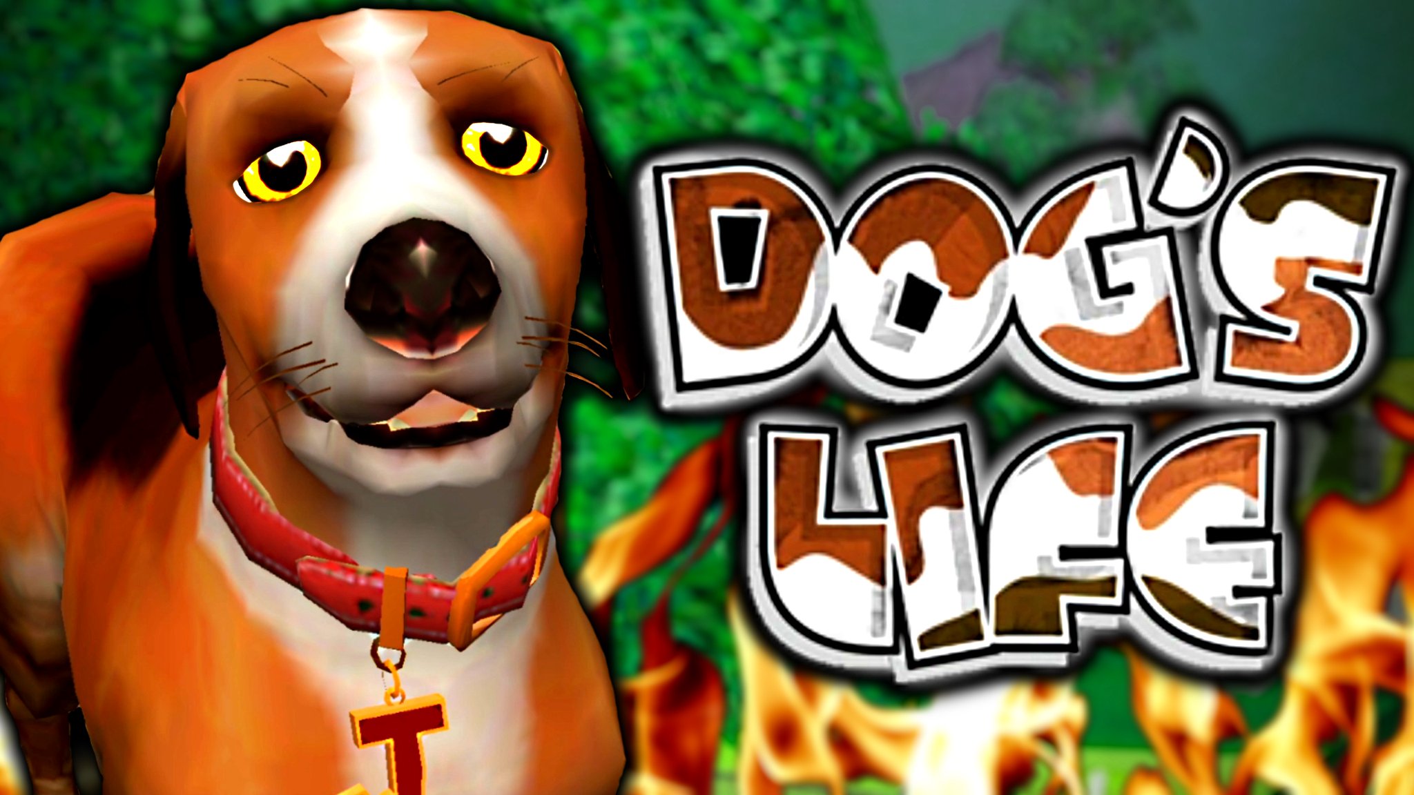 DOG FIGHT ONE NITE LIVE STILL CRAZY Ⅱ DOG FIGHT DVD ONE NITE LIVE STILL CRAZ Ⅱ