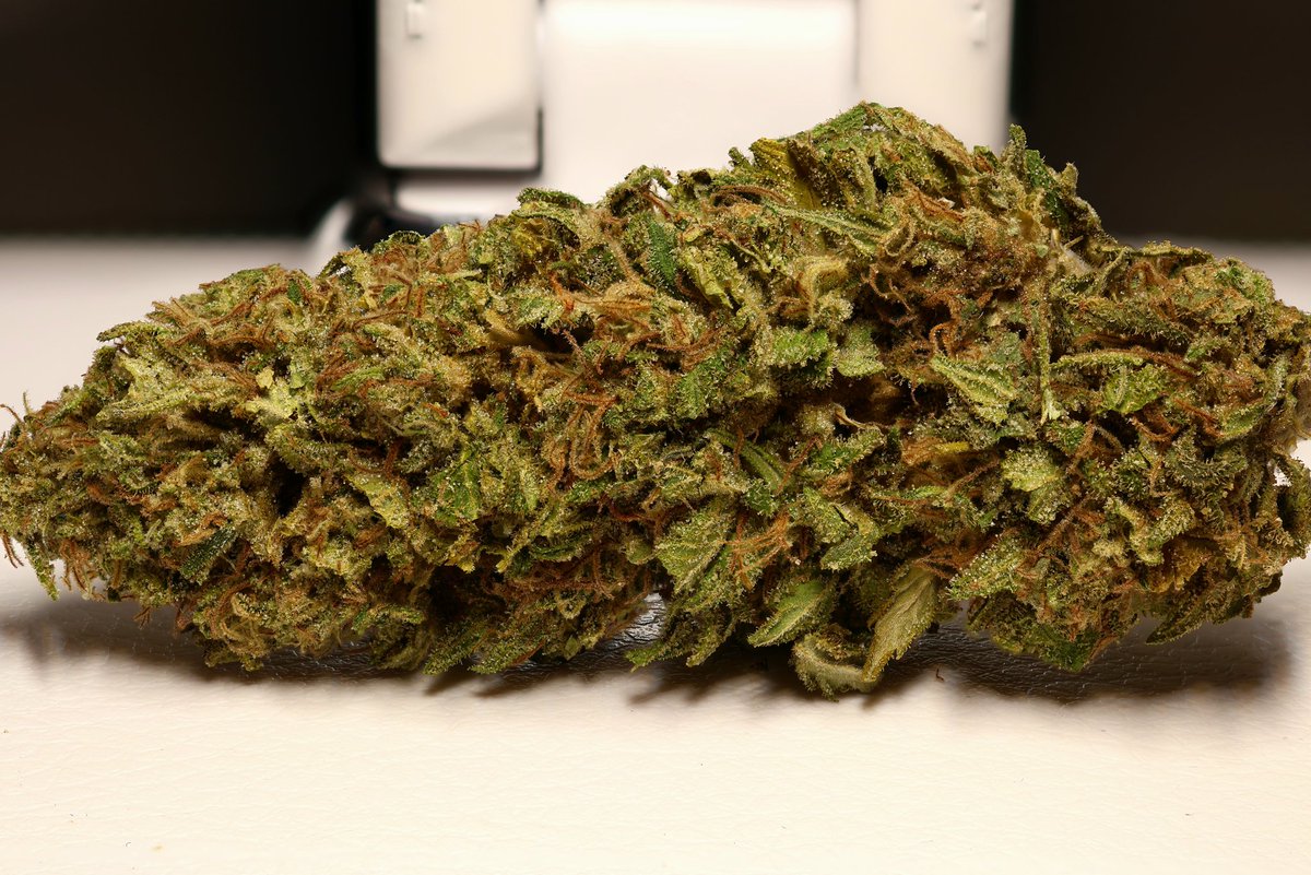 Biscotti. #biscotti #outdoorgrow #cannaculture #plantsaremedicine #highsociety #cannabiscommunity #weedlife #indica #outdoorgrow #green #ontario #growbigcanada #homegrownweed #champion #weedlovers #bud #monster #cannabis #peace #fallcolours #34streetseedco