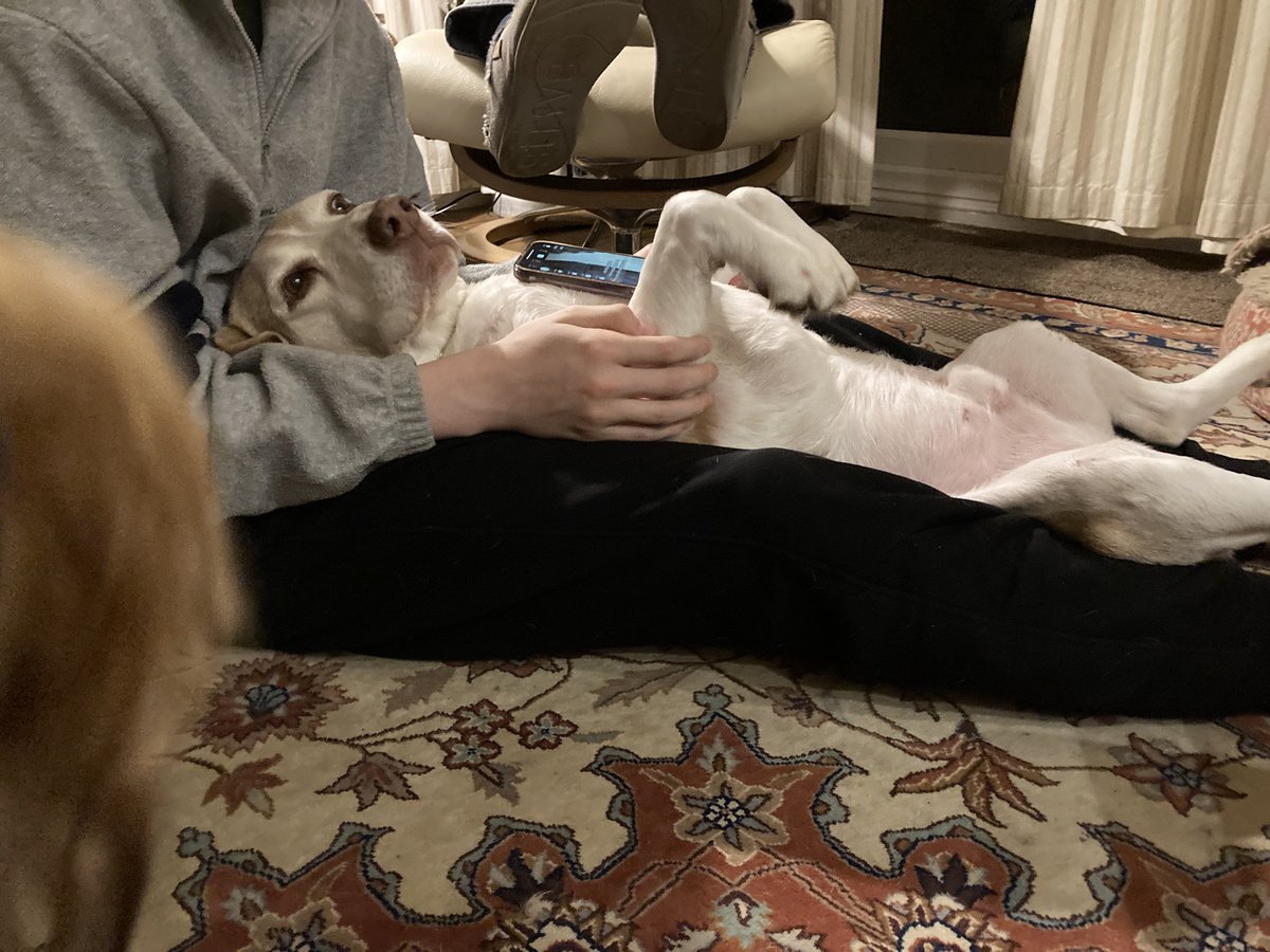 What does a #beagle have to put up with to get belly rubs? 🙄