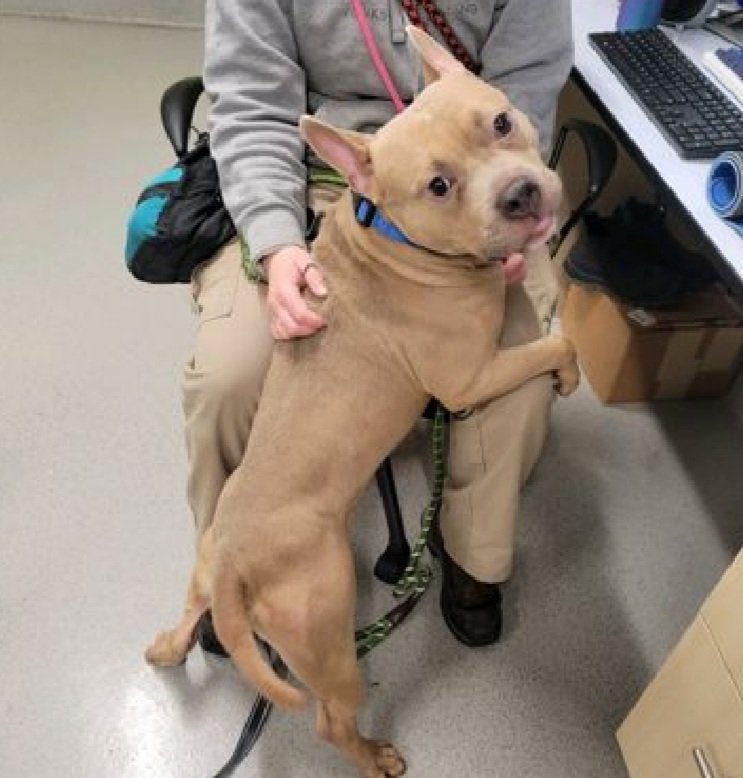 MoishesMom's tweet image. Baby, Harlem, Porridge, Corbin 😭😭😭😭15 pups on the NYCACC 💉list ☹️😭👿🤬😤 How do they expect these pups to get out ☹️😭🤬😤👿 Save rates are unattainable w/out #adopters, #fosters &amp;amp; #rescues 😭😭😭To the FKRs keeping NYCACC in business I hope you suffer till the end of time