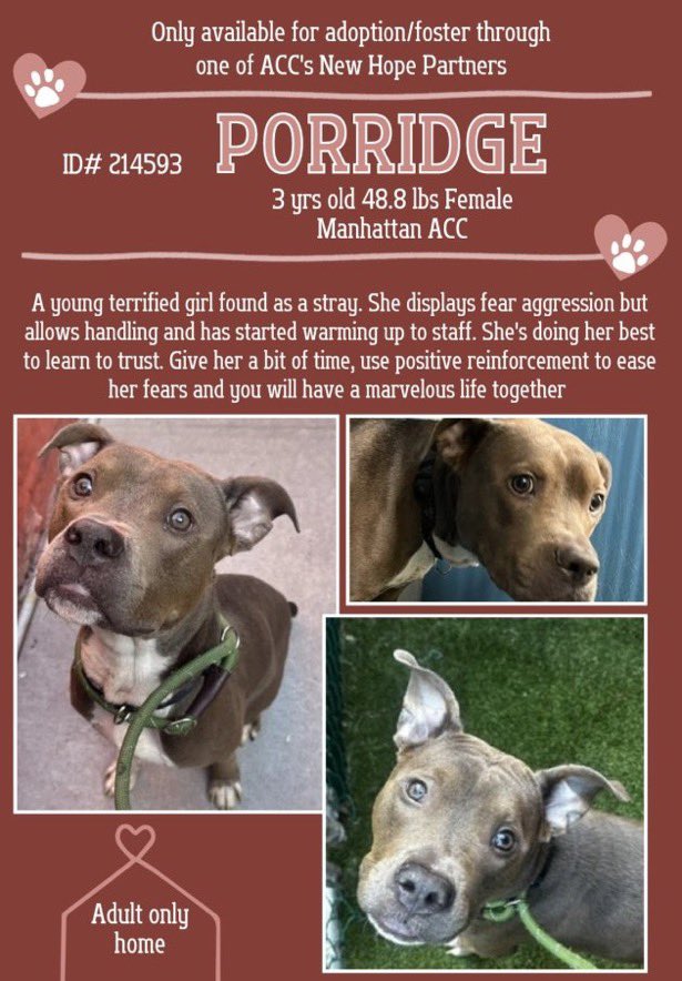 MoishesMom's tweet image. Baby, Harlem, Porridge, Corbin 😭😭😭😭15 pups on the NYCACC 💉list ☹️😭👿🤬😤 How do they expect these pups to get out ☹️😭🤬😤👿 Save rates are unattainable w/out #adopters, #fosters &amp;amp; #rescues 😭😭😭To the FKRs keeping NYCACC in business I hope you suffer till the end of time