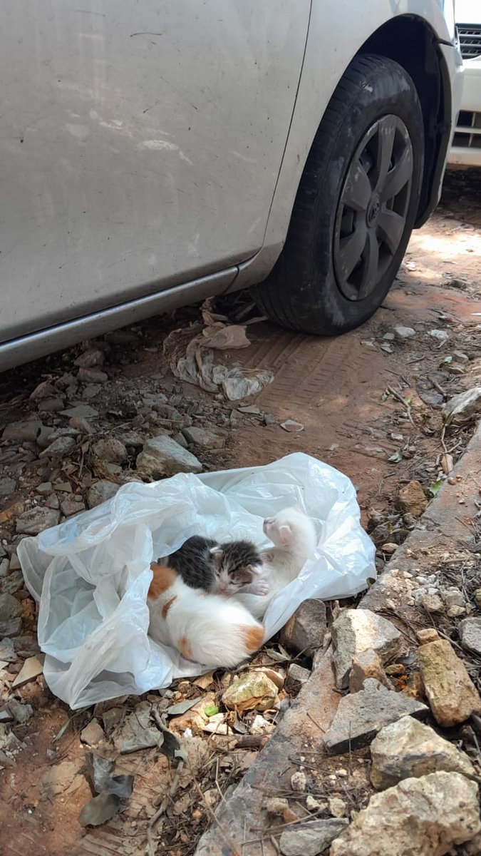 NGinzo's tweet image. Una vez más la gente demostrando lo mierda que pueden ser, gatitos tirados EN UNA BOLSA. Sinceramente no entiendo cómo pueden ser tan hijos de puta. 

Ya fueron rescatados pero voy a necesitar adoptantes más adelante 🙏🏻🤍