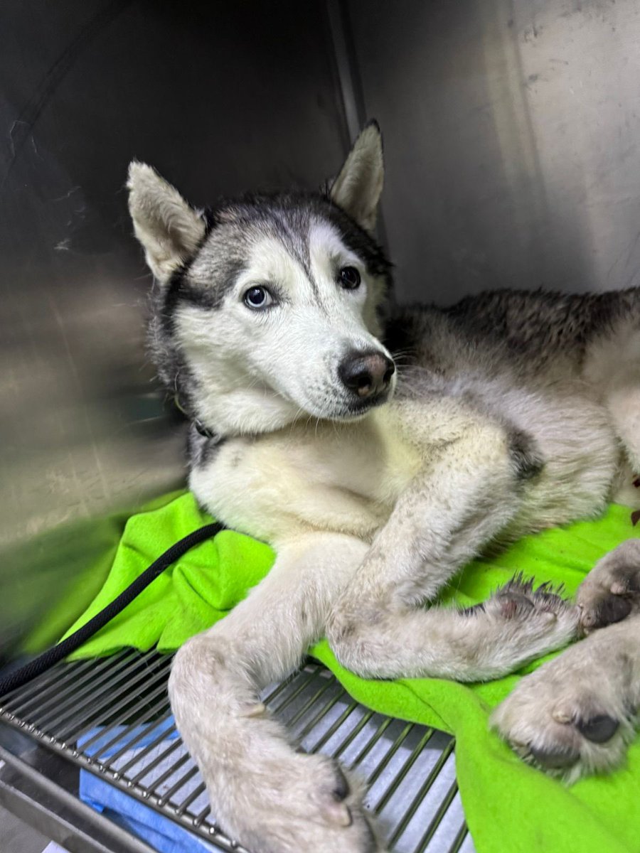 Beta Lebanon tweet media