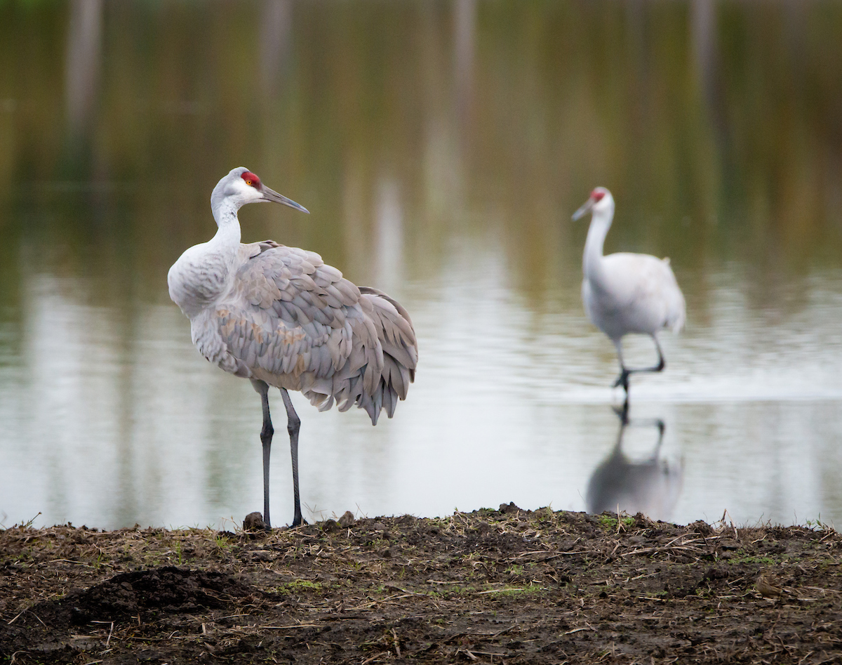 As we move into the new year, we have another opportunity to radically imagine and work towards improving our local Estuary and environment overall. Let's work together! Cheers to another year!! 

Photo courtesy of CDWR #EJ #NewYears #Estuary #Community
