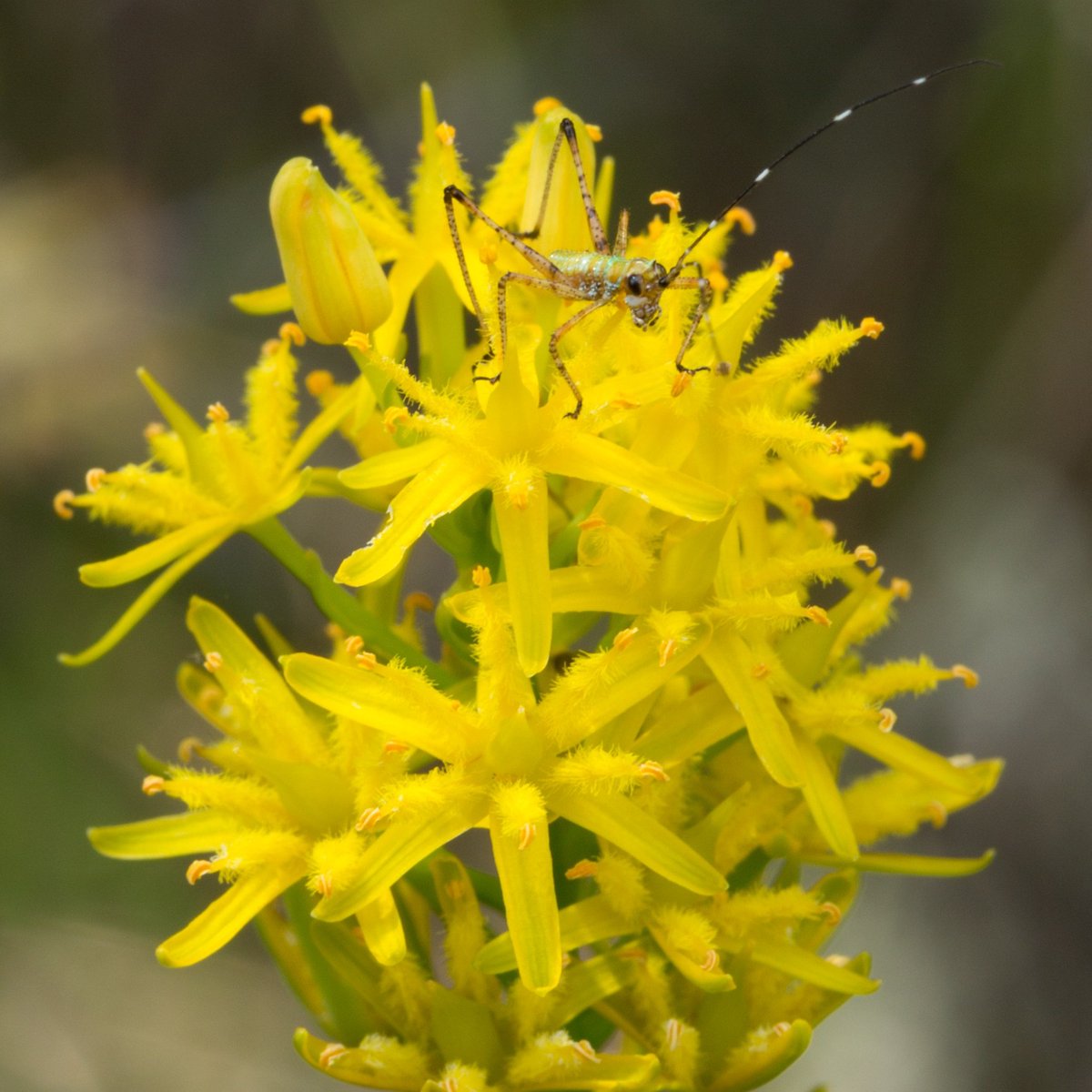 CPCplants's tweet photo. Bog asphodel (Narthecium americanum) is an imperiled species found in bogs &amp; pine barrens of the coastal plain from NJ to SC. With your support, we are able to continue making strides to #SavePlantsfromExtinction. 

🔗 To donate to CPC, visit: https://t.co/WbVO3DMcs1 https://t.co/8drxlAOvNq